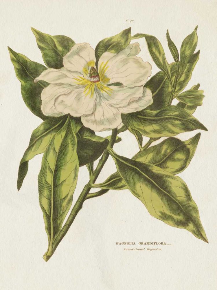 Herbal Botanical II Flower art print by Wild Apple Portfolio for $57.95 CAD