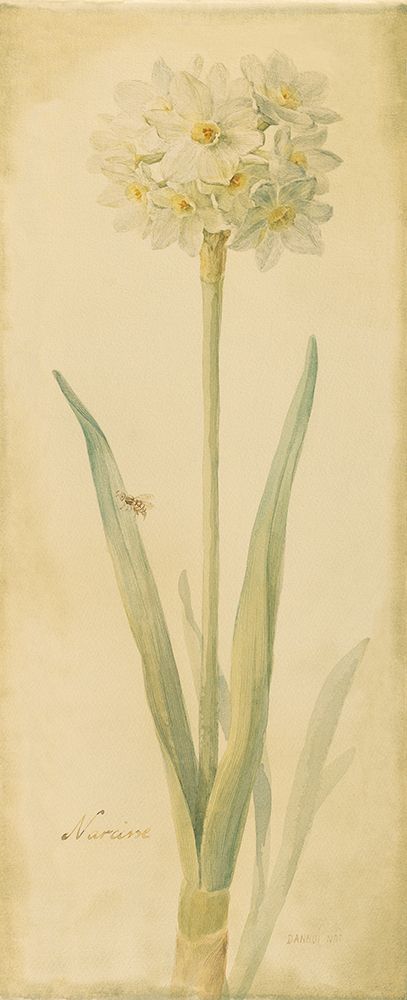 Botanical Narcisse art print by Danhui Nai for $57.95 CAD