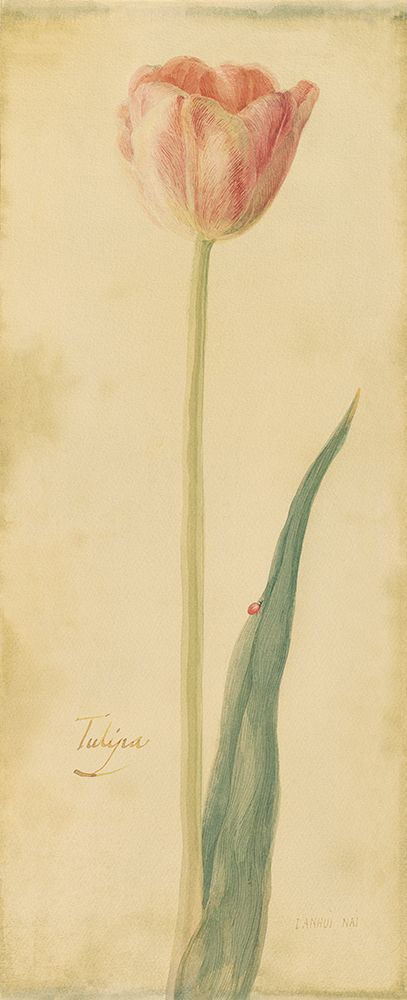 Botanical Tulipe art print by Danhui Nai for $57.95 CAD