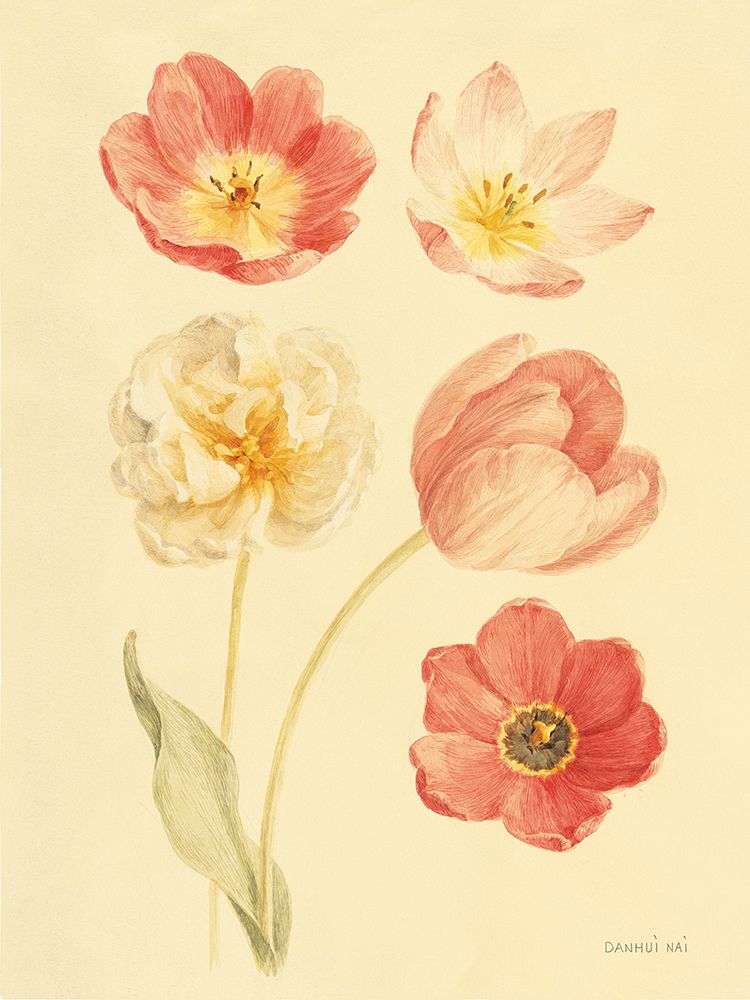 Tulip Study I art print by Danhui Nai for $57.95 CAD