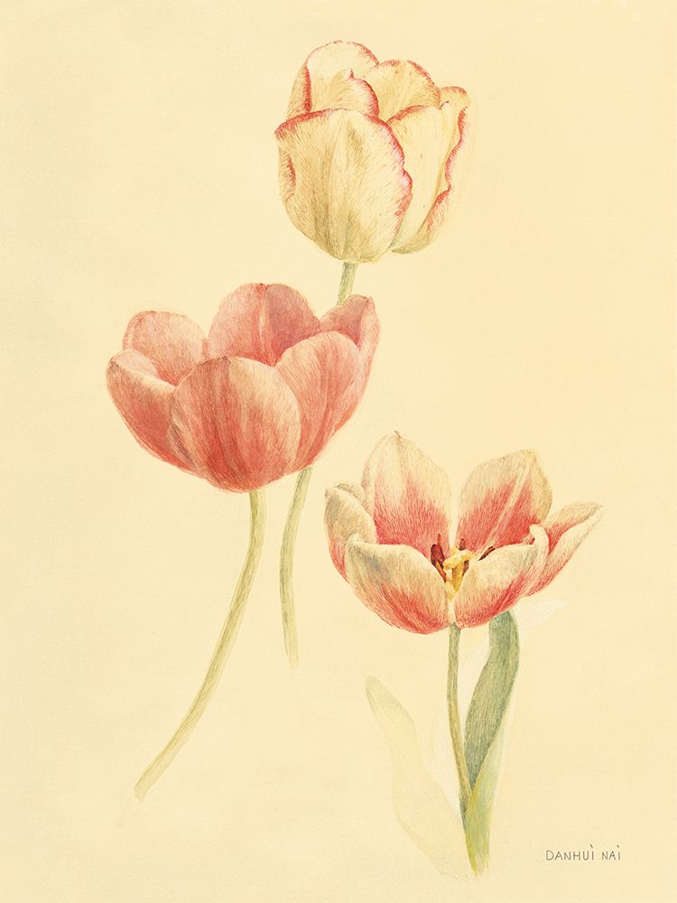 Tulip Study II art print by Danhui Nai for $57.95 CAD