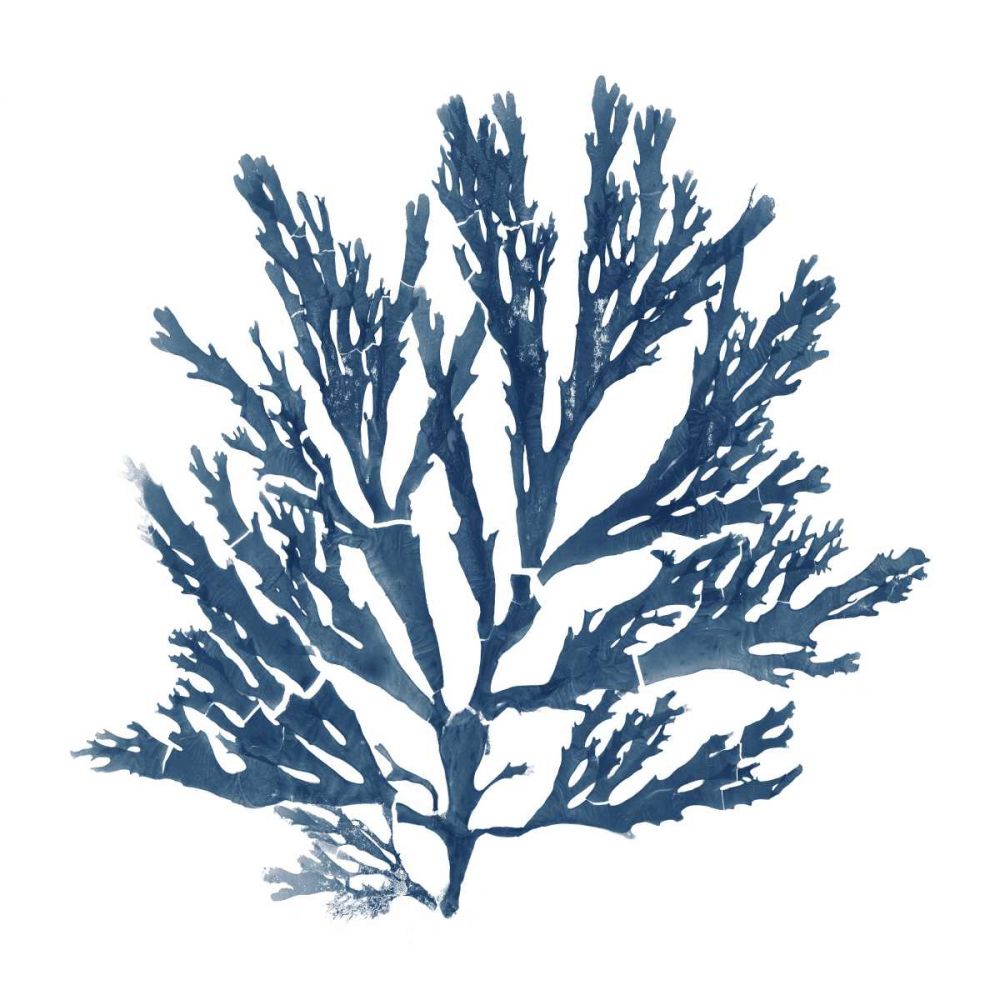 Pacific Sea Mosses Blue on White I art print by Wild Apple Portfolio for $57.95 CAD