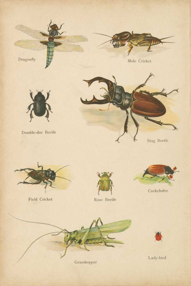 Natural History Book IV art print by Wild Apple Portfolio for $57.95 CAD