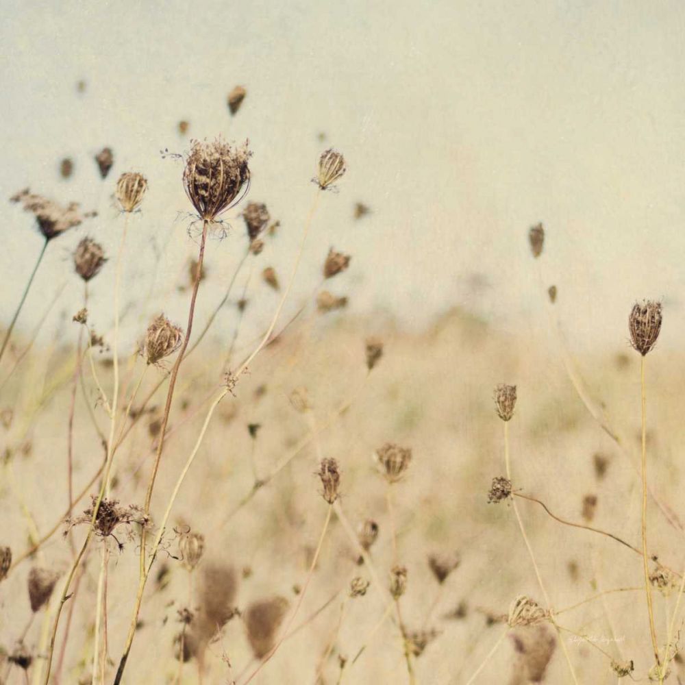Falling Queen Annes Lace II Crop Sepia art print by Elizabeth Urquhart for $57.95 CAD