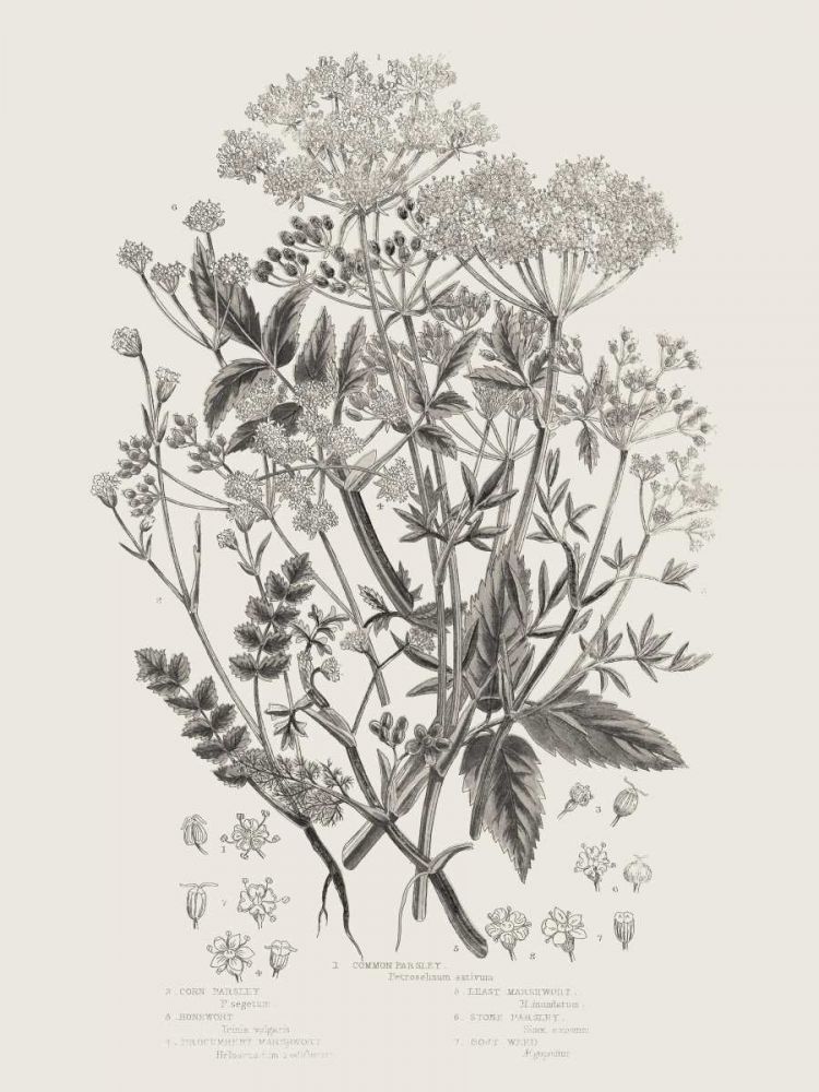 Flowering Plants I Neutral art print by Wild Apple Portfolio for $57.95 CAD
