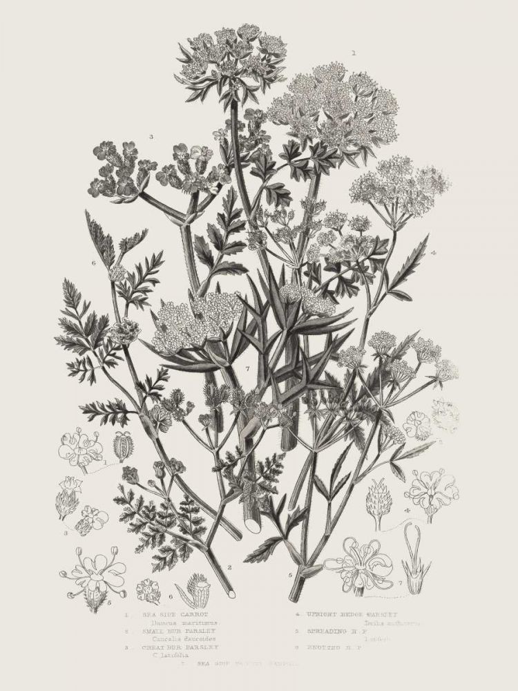Flowering Plants IV Neutral art print by Wild Apple Portfolio for $57.95 CAD