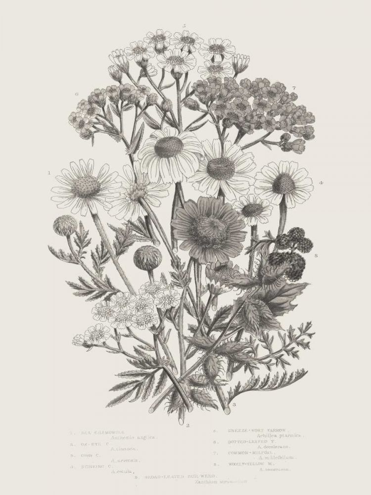 Flowering Plants V Neutral art print by Wild Apple Portfolio for $57.95 CAD