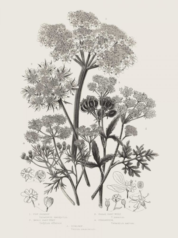 Flowering Plants VI Neutral art print by Wild Apple Portfolio for $57.95 CAD