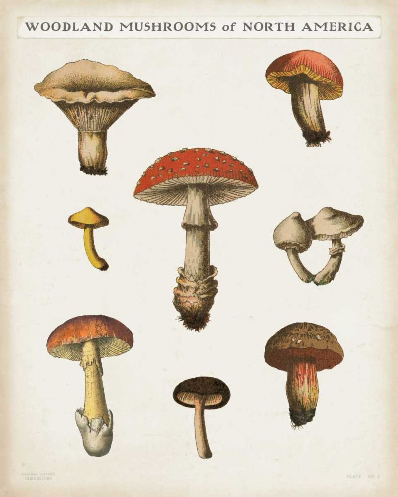 Mushroom Chart II Light art print by Wild Apple Portfolio for $57.95 CAD