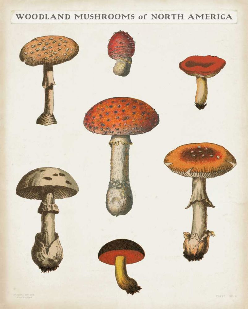 Mushroom Chart III Light art print by Wild Apple Portfolio for $57.95 CAD