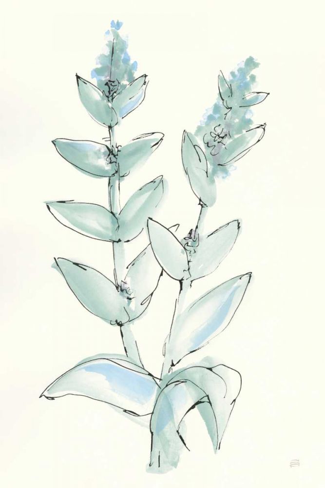 Lambs Ear Sage III art print by Chris Paschke for $57.95 CAD
