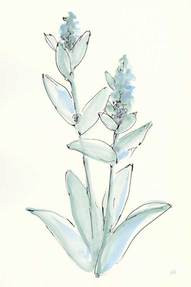Lambs Ear Sage IV art print by Chris Paschke for $57.95 CAD