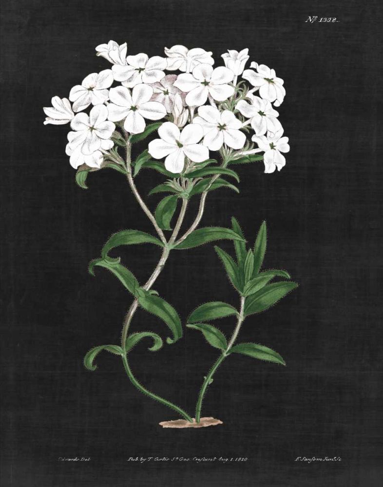 White Botanical on Black Chart VI art print by Wild Apple Portfolio for $57.95 CAD