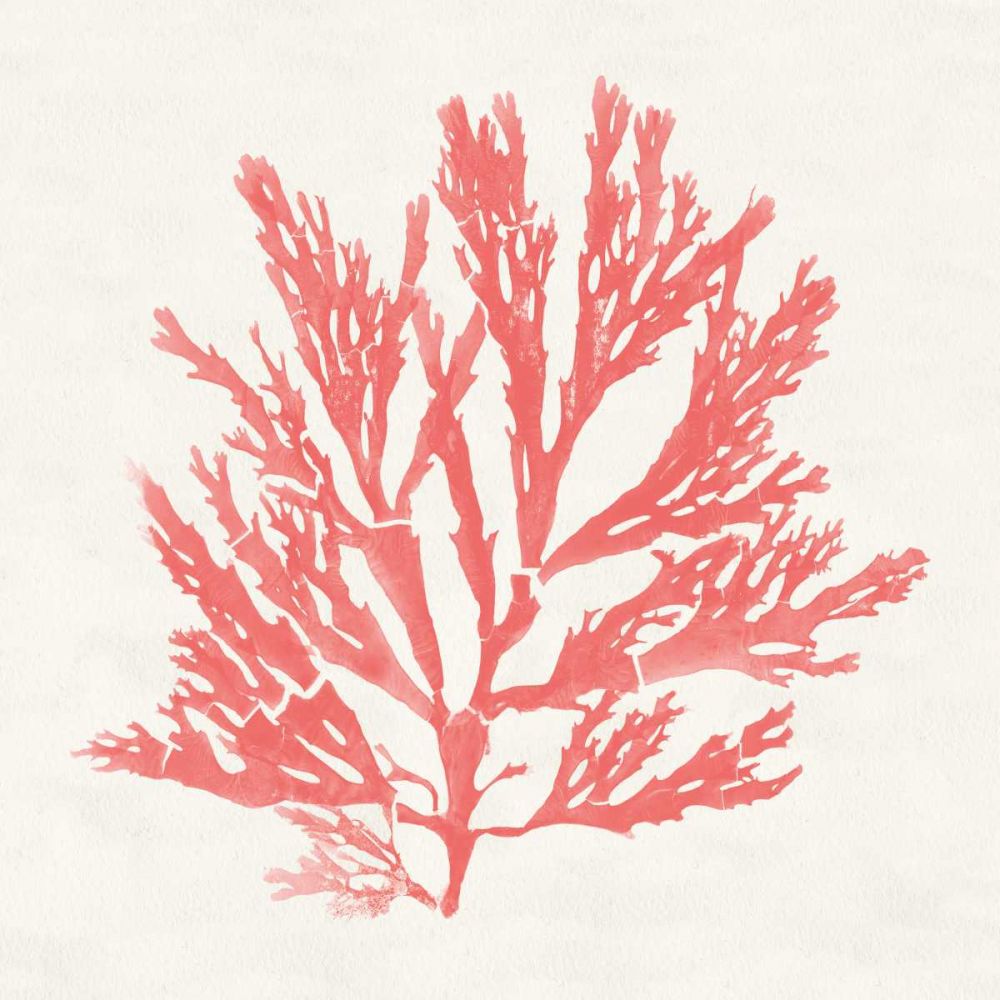 Pacific Sea Mosses I Coral art print by Wild Apple Portfolio for $57.95 CAD