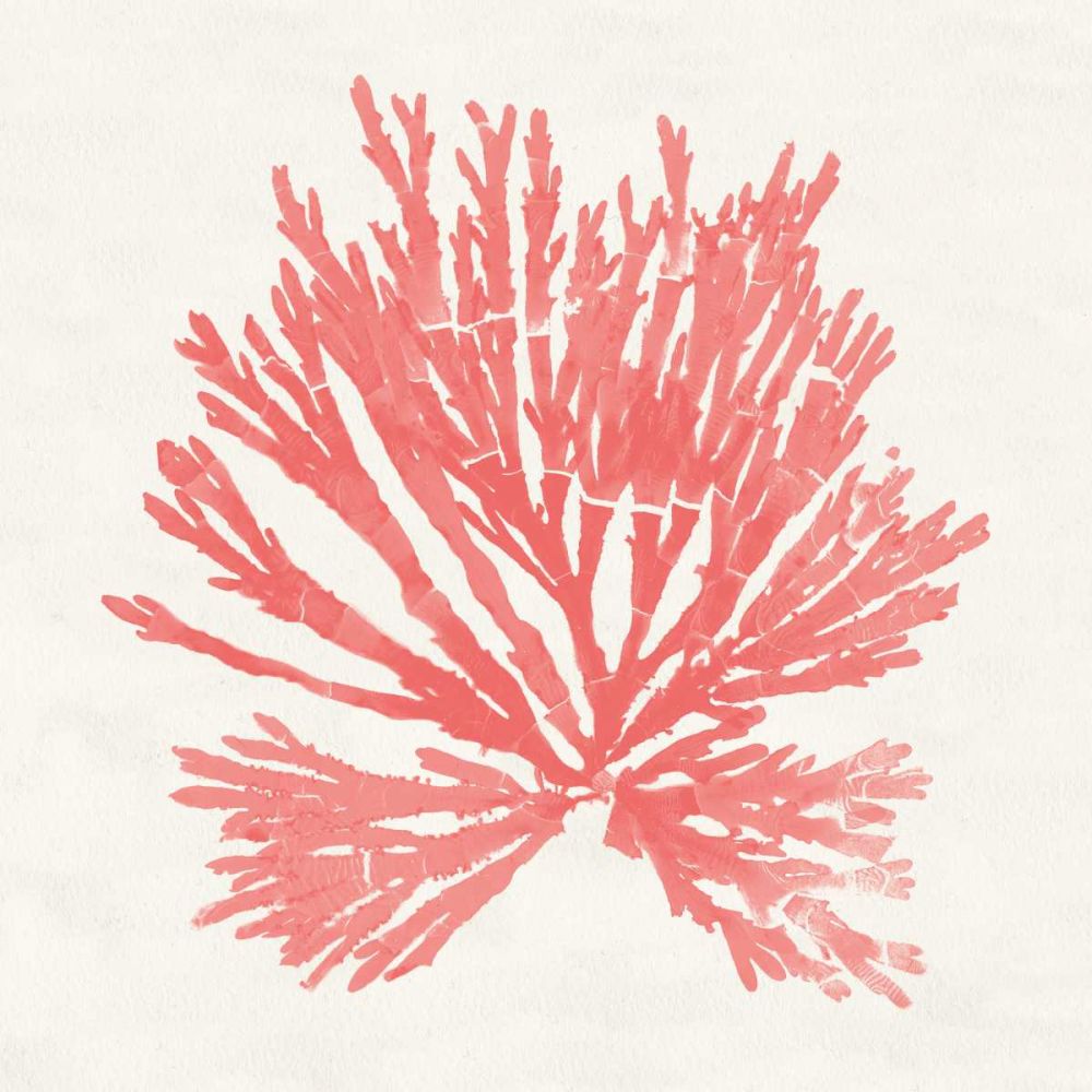 Pacific Sea Mosses II Coral art print by Wild Apple Portfolio for $57.95 CAD