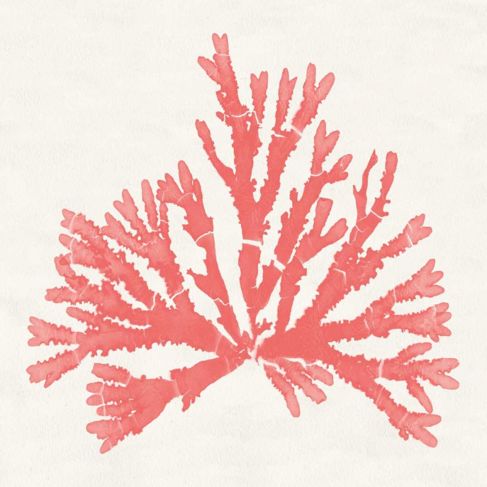 Pacific Sea Mosses IV Coral art print by Wild Apple Portfolio for $57.95 CAD