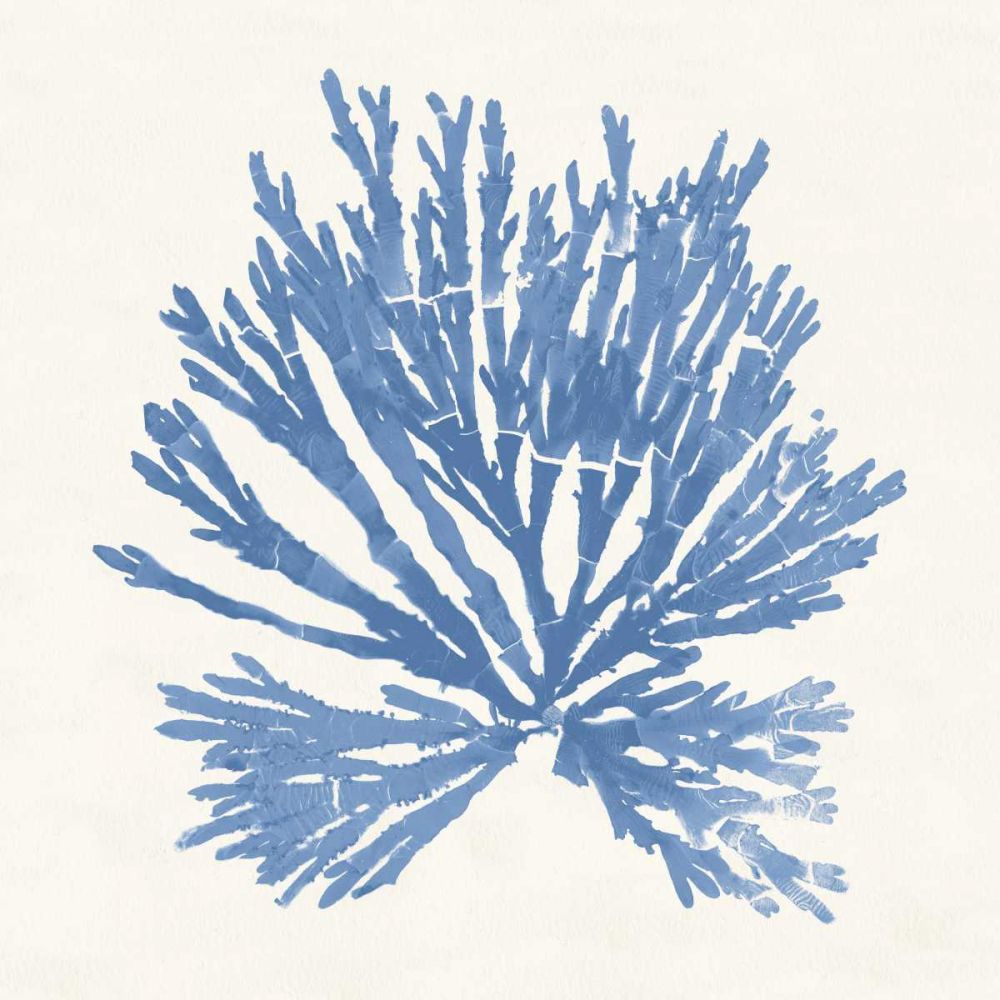 Pacific Sea Mosses II Light Blue art print by Wild Apple Portfolio for $57.95 CAD