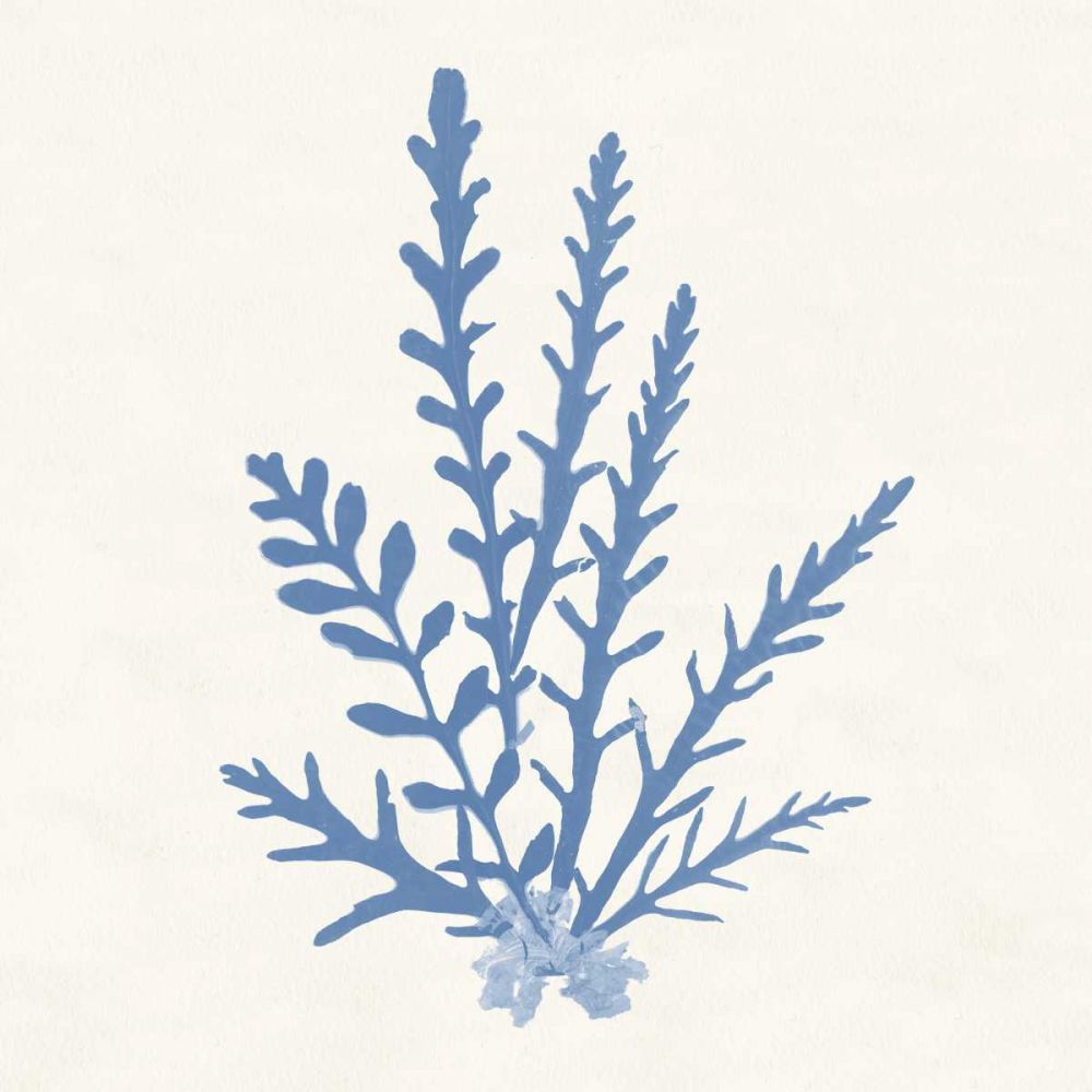 Pacific Sea Mosses III Light Blue art print by Wild Apple Portfolio for $57.95 CAD