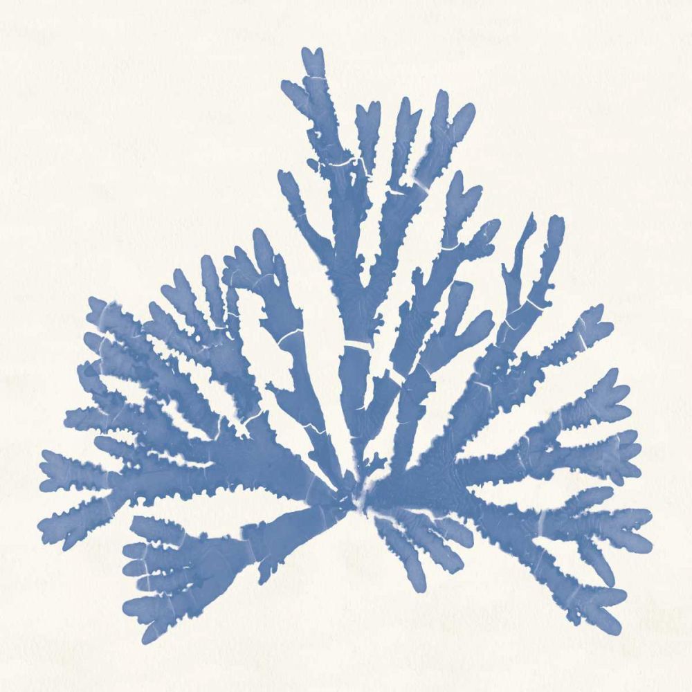 Pacific Sea Mosses IV Light Blue art print by Wild Apple Portfolio for $57.95 CAD