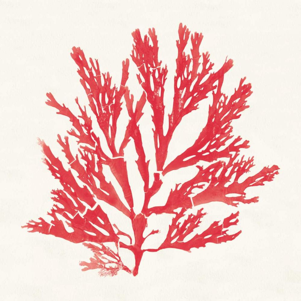 Pacific Sea Mosses I Red art print by Wild Apple Portfolio for $57.95 CAD