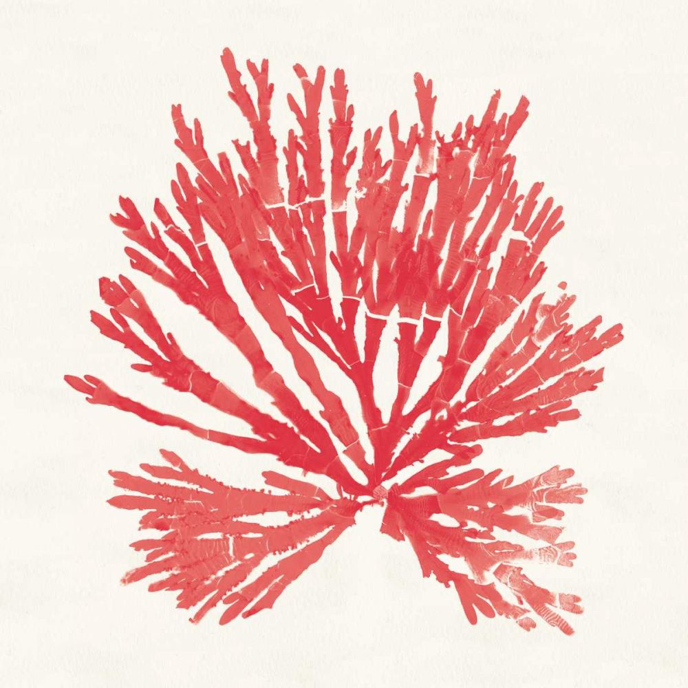 Pacific Sea Mosses II Red art print by Wild Apple Portfolio for $57.95 CAD