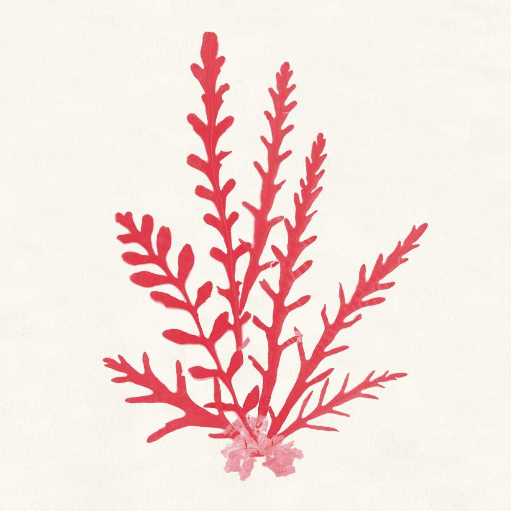 Pacific Sea Mosses III Red art print by Wild Apple Portfolio for $57.95 CAD