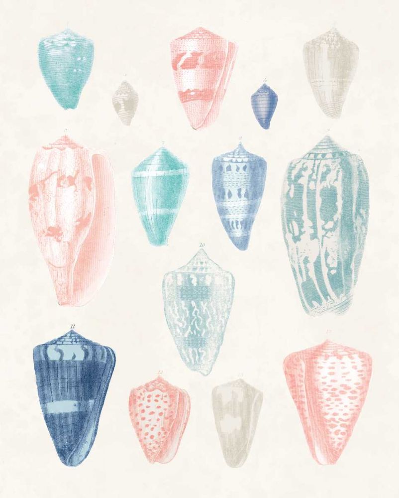 Colorful Shell Assortment I Coral Cove art print by Wild Apple Portfolio for $57.95 CAD