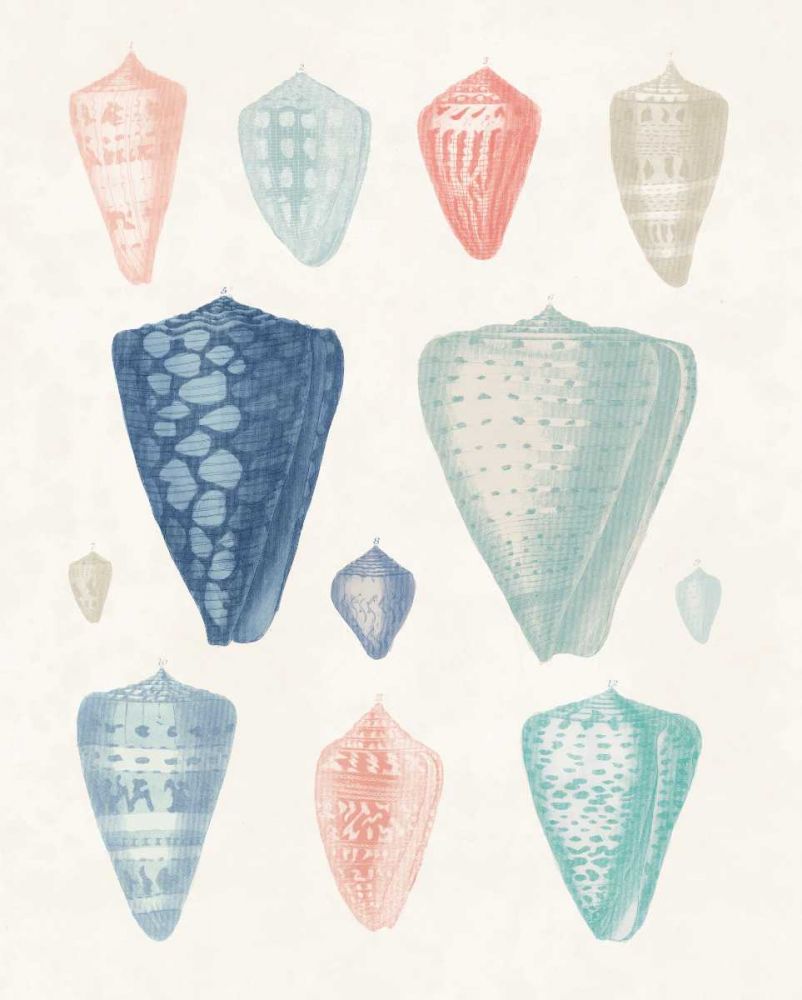 Colorful Shell Assortment II Coral Cove art print by Wild Apple Portfolio for $57.95 CAD