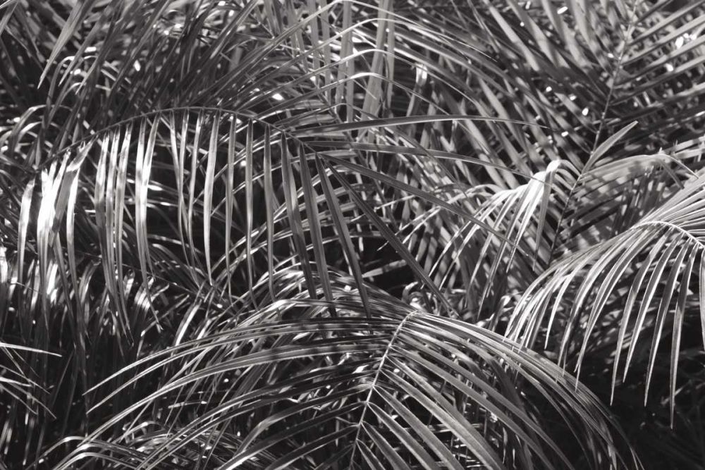 Tropical Fronds BW art print by Wild Apple Portfolio for $57.95 CAD