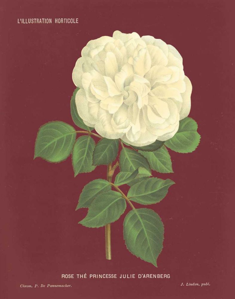 Yellow Rose Pomegranate art print by Wild Apple Portfolio for $57.95 CAD