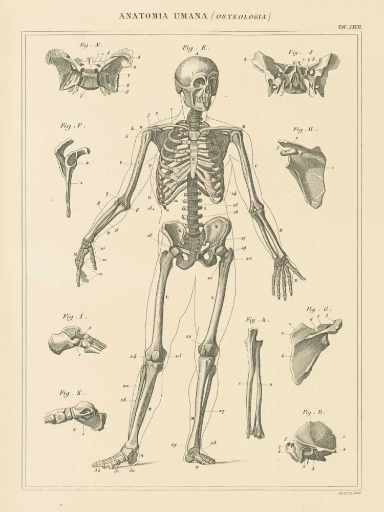 Skeleton Chart art print by Wild Apple Portfolio for $57.95 CAD