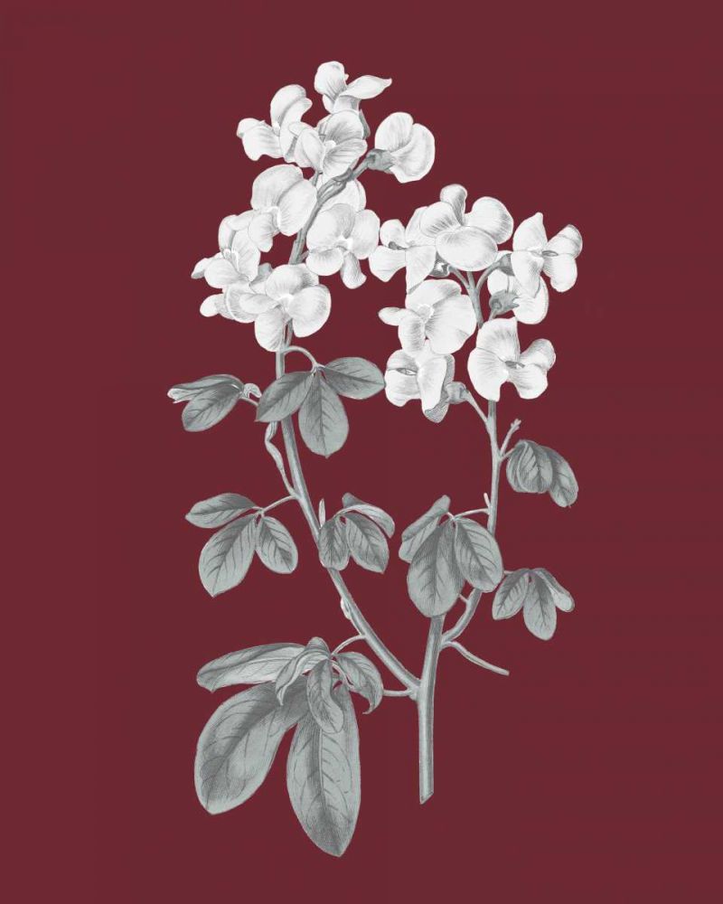 Pomegranate Botanical III art print by Wild Apple Portfolio for $57.95 CAD