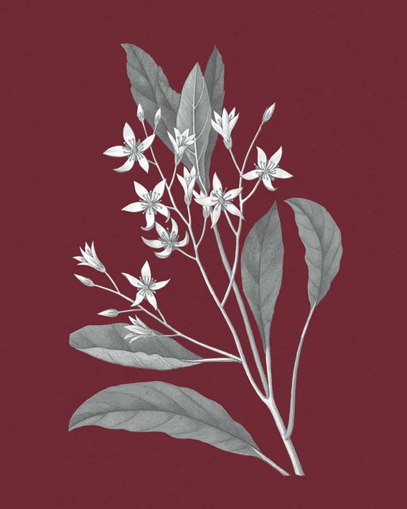 Pomegranate Botanical V art print by Wild Apple Portfolio for $57.95 CAD