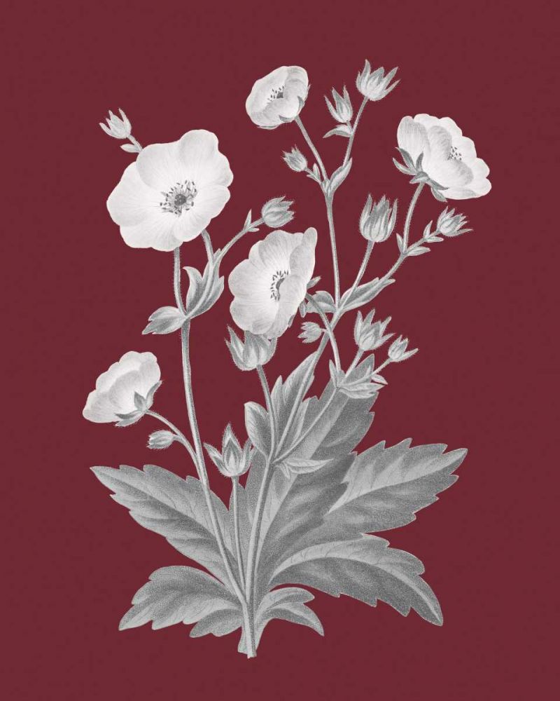 Pomegranate Botanical VI art print by Wild Apple Portfolio for $57.95 CAD