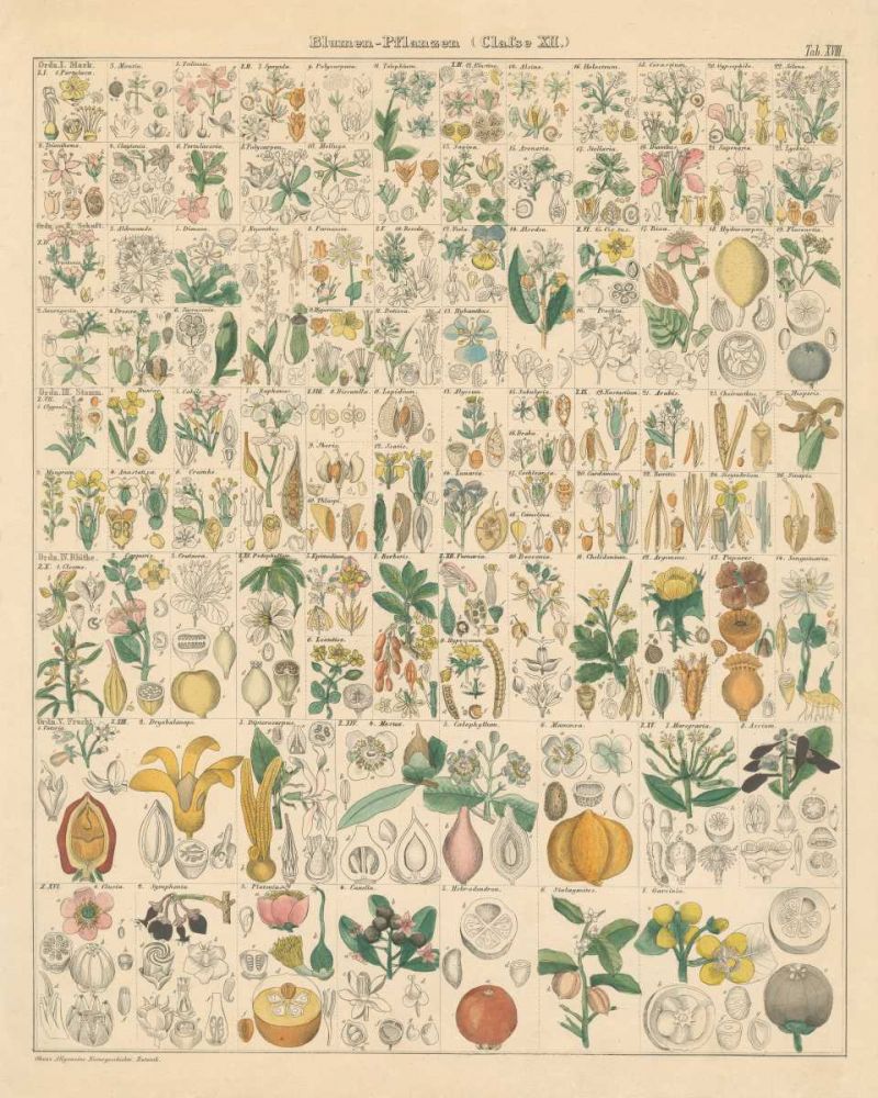 Flora Chart I art print by Wild Apple Portfolio for $57.95 CAD