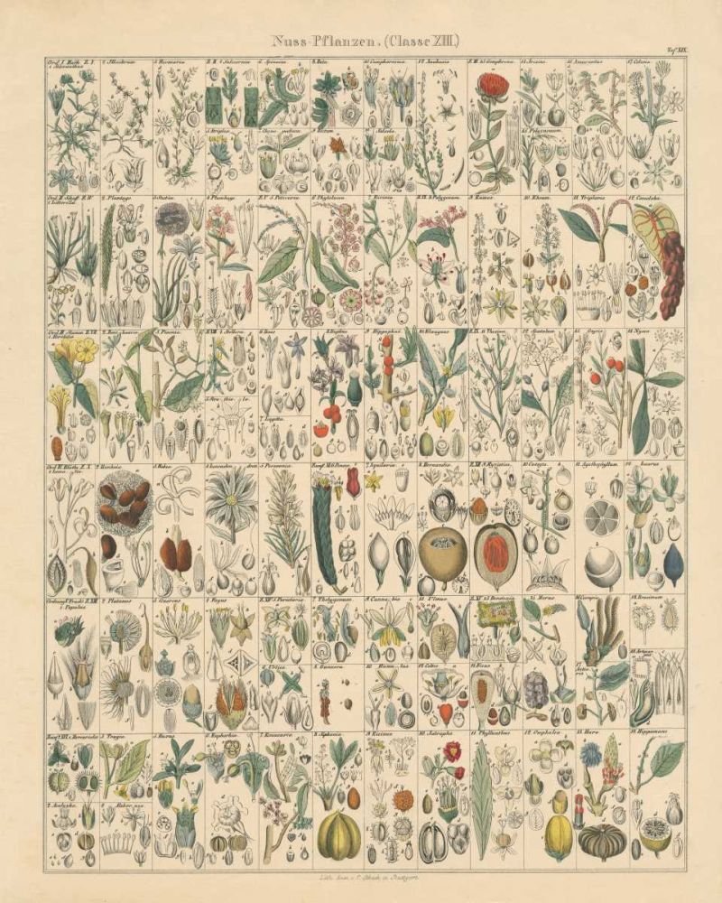 Flora Chart II art print by Wild Apple Portfolio for $57.95 CAD