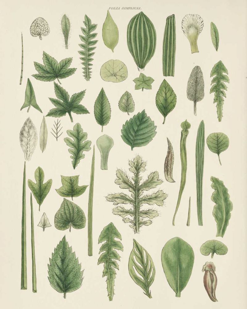 Assortment of Leaves II No Numbers art print by Wild Apple Portfolio for $57.95 CAD