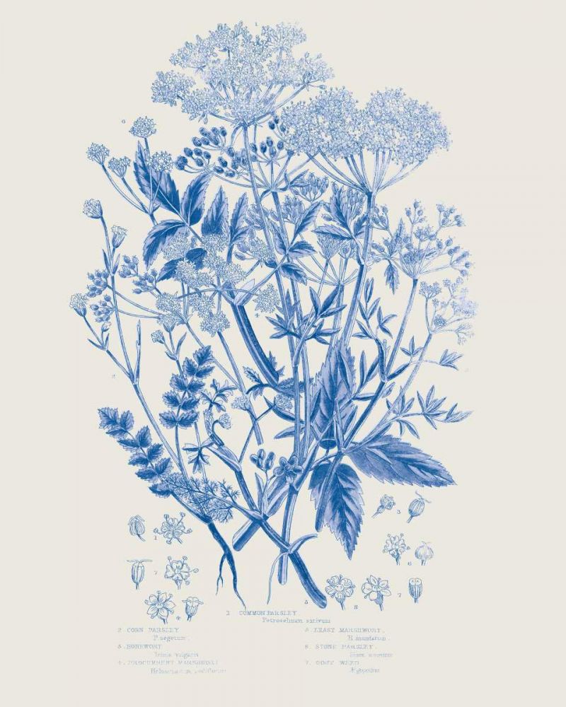 Flowering Plants I Mid Blue art print by Wild Apple Portfolio for $57.95 CAD