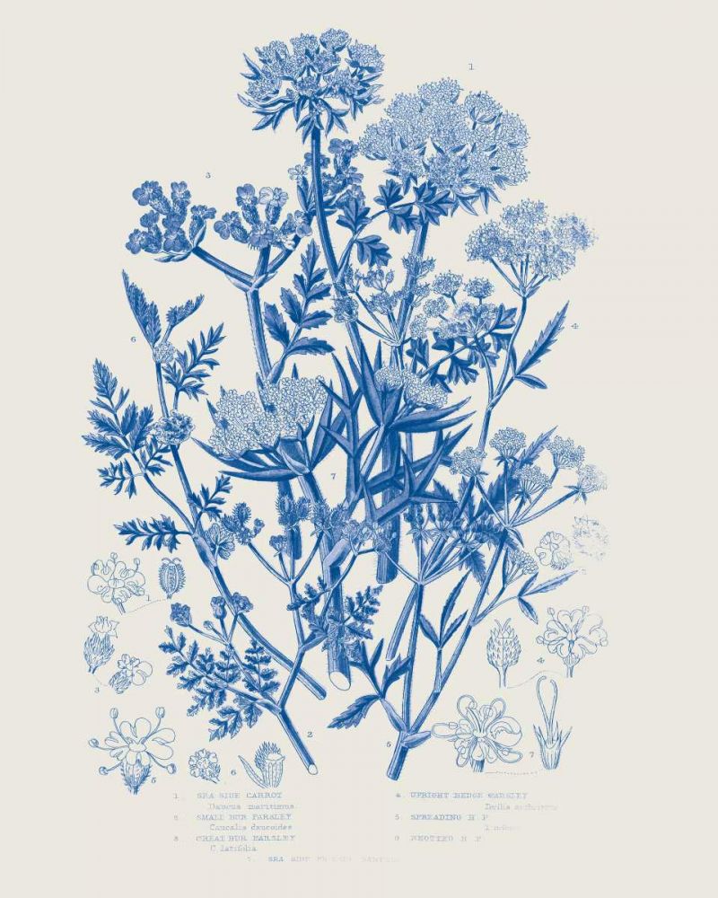 Flowering Plants IV Mid Blue art print by Wild Apple Portfolio for $57.95 CAD