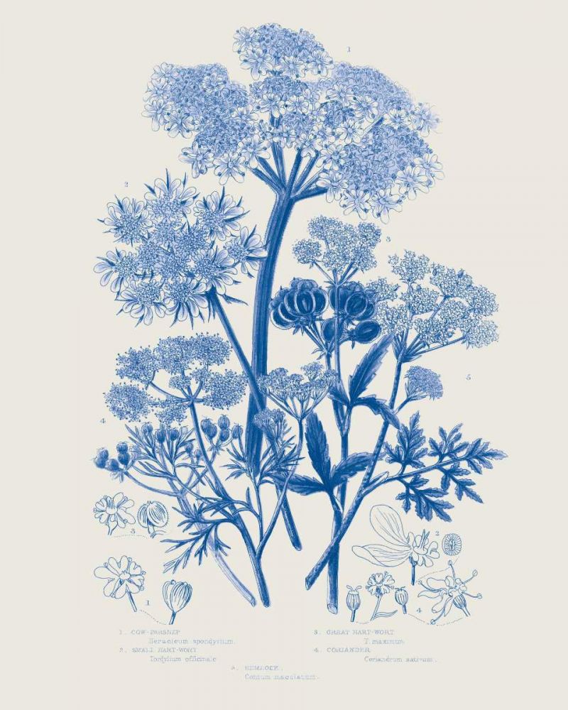Flowering Plants VI Mid Blue art print by Wild Apple Portfolio for $57.95 CAD