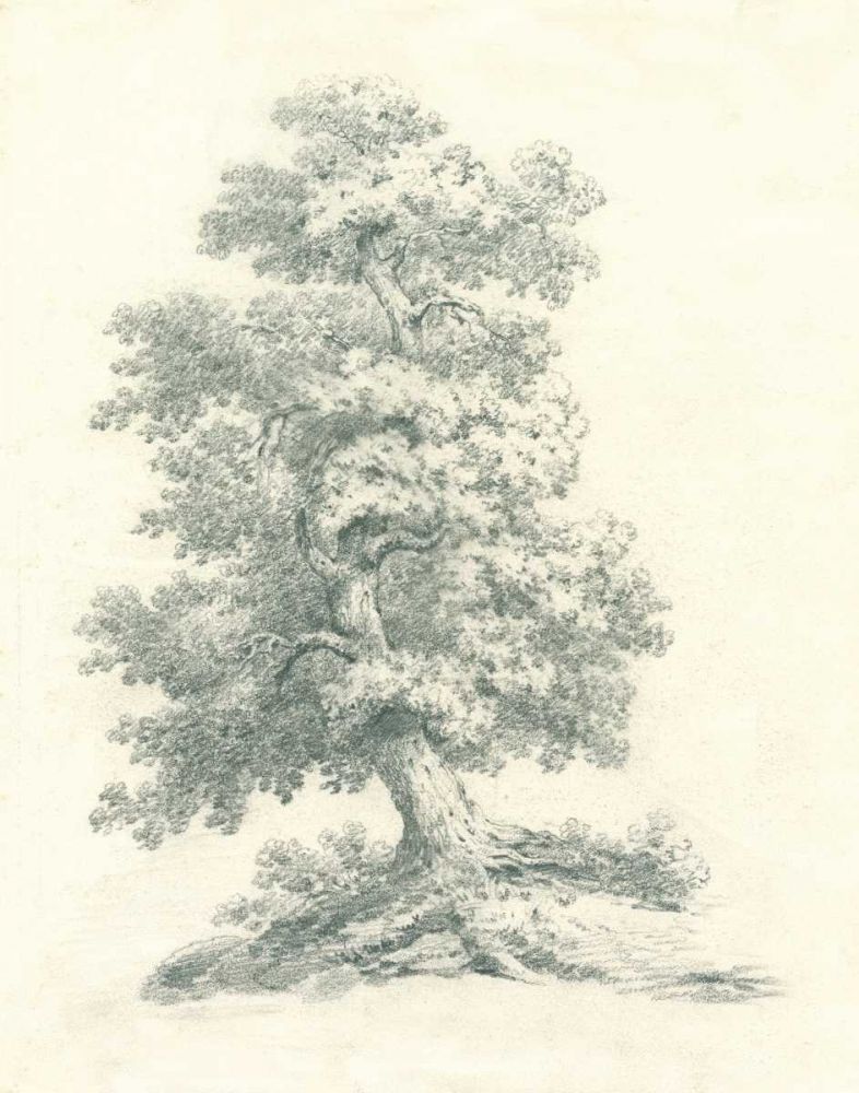 Tree Study II art print by Wild Apple Portfolio for $57.95 CAD
