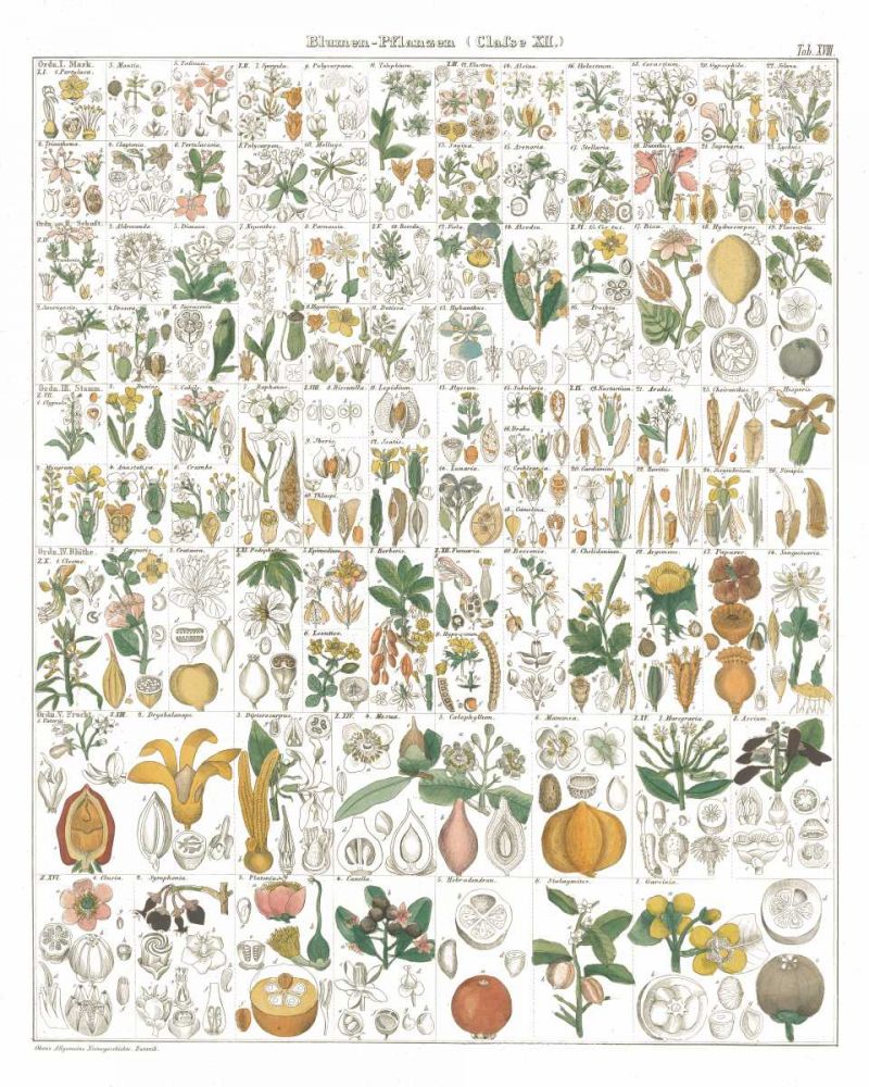 Flora Chart I White art print by Wild Apple Portfolio for $57.95 CAD