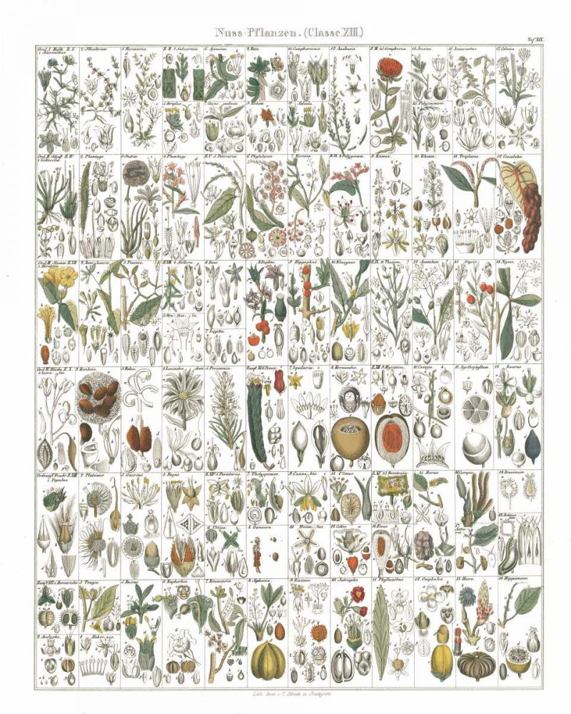 Flora Chart II White art print by Wild Apple Portfolio for $57.95 CAD