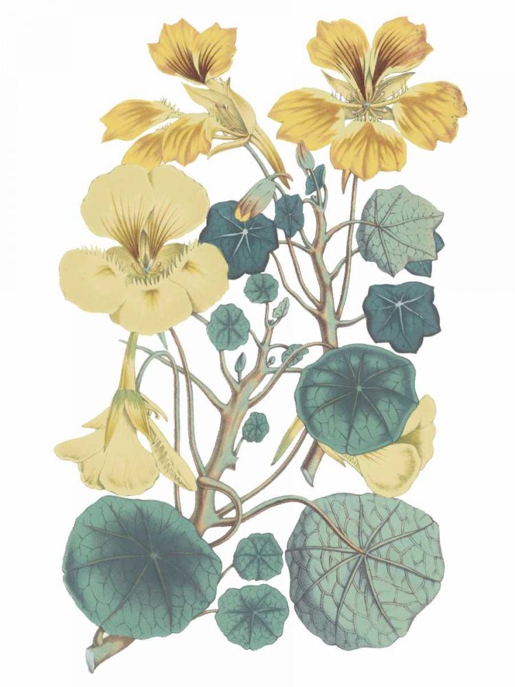 Antique Botanical XVII Cool art print by Wild Apple Portfolio for $57.95 CAD