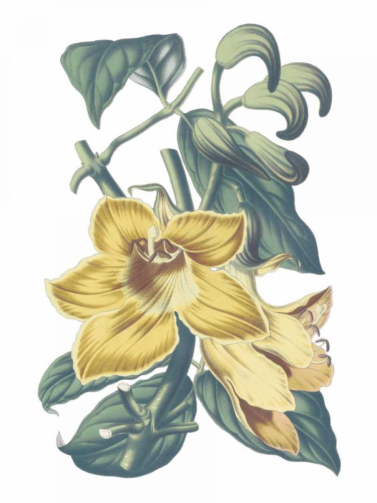 Antique Botanical XVIII Cool art print by Wild Apple Portfolio for $57.95 CAD