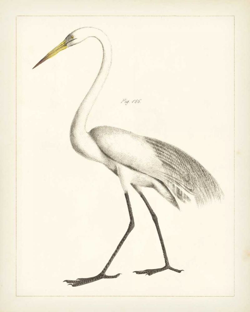 Vintage Heron II art print by Wild Apple Portfolio for $57.95 CAD