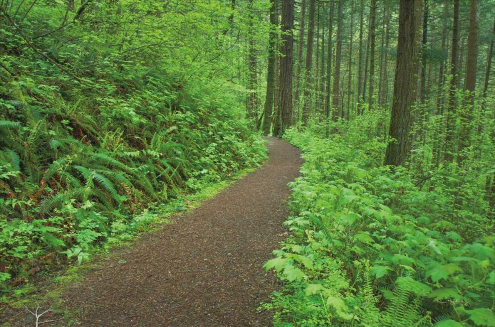 Hiking Trail in Columbia River Gorge I art print by Alan Majchrowicz for $57.95 CAD