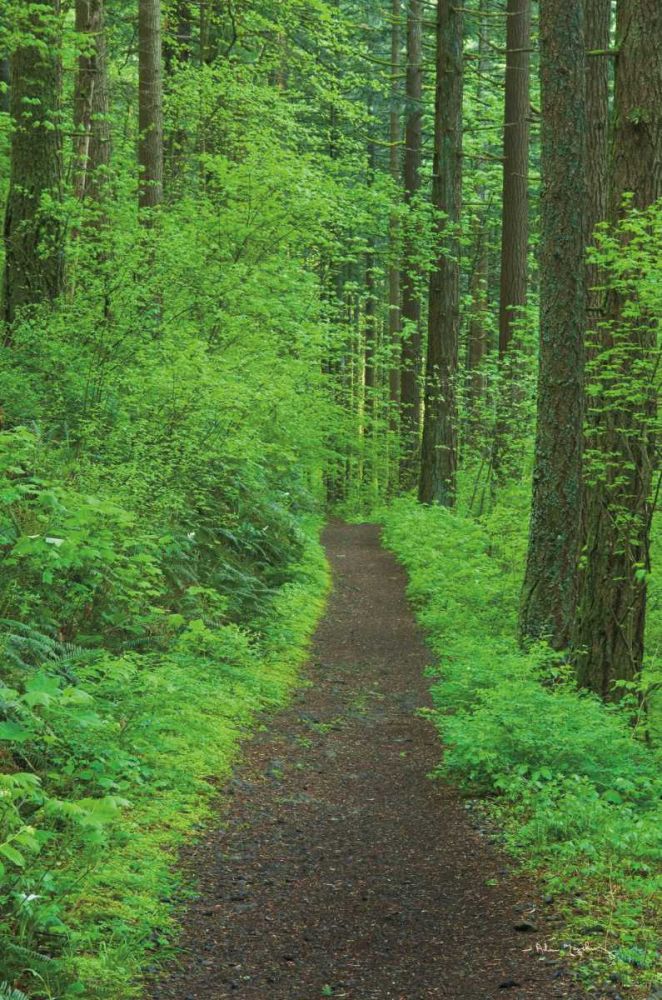 Hiking Trail in Columbia River Gorge II art print by Alan Majchrowicz for $57.95 CAD