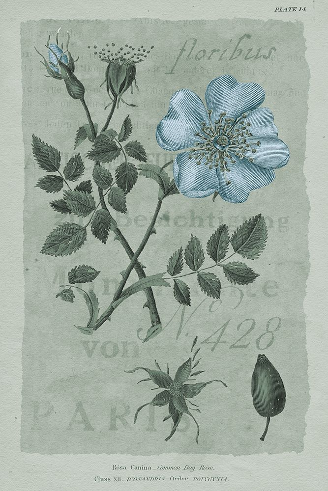 Conversations on Botany IV on White with Blue art print by Wild Apple Portfolio for $57.95 CAD