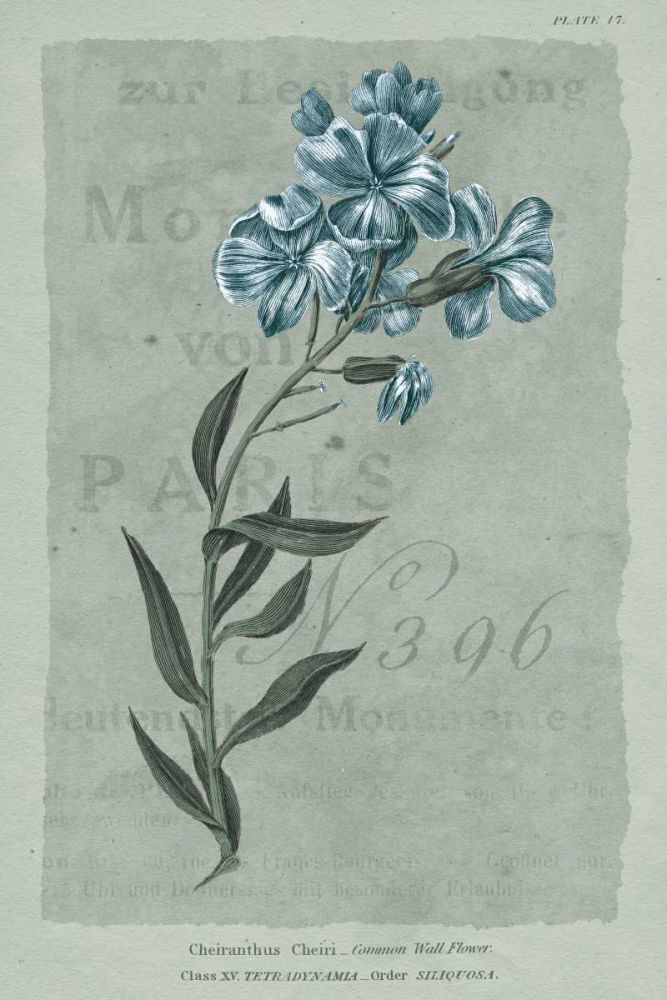 Conversations on Botany VI on White with Blue art print by Wild Apple Portfolio for $57.95 CAD